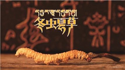 那曲新鮮冬蟲夏草什么時候采挖？